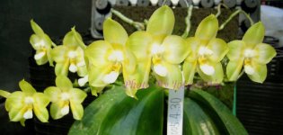 Phal.-Joy-Spring-Canary-'Nancy'-HCC-AOS-Jw104++.jpg