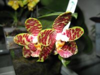 мои орхидеи 046.jpg
