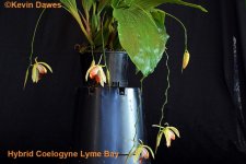 Hybrid Coelogyne Lyme Bay 01 (1).jpg