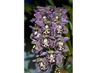 data-biletskie-cymbidium-vogels-magic-foto-2677-800x600.jpg