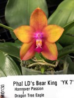 Phal.-Ld's-Bear-King-'YK-7'.jpg