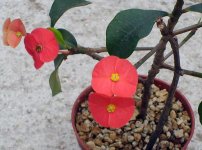 euphorbia_geroldii_2_180.jpg