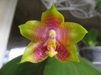 мои орхидеи 026.jpg