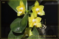 Phal. Joy Spring Canary 'Joy' (Svetlana.jpg