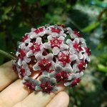 hoya pubicalyx x royal hawaian.jpg