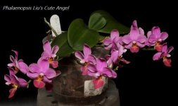 Phalaenopsis Liu's Cute Angel.jpg