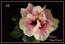 Hibiscus Royal Crown.jpg