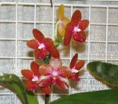 normal_Phal_Joy_Auckland_Beauty_Palmeadow_AM_AOS_by_Ben.jpg