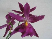 1. Bllra. Marfitch 'Howard's Dream' (Fire Phoenix)-2.jpg