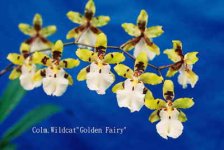 7. Odcdm. Wildcat   'Golden Fairy'.jpg