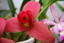 16. Lycaste Fire Bird  -2.jpg