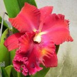 05. Blc. Shinfong Emperor 'New Star'.jpg