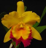 06. Blc. Shinfong Gold Gem 'Golden Jewel'.jpg