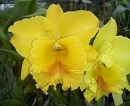 12.Blc. Haadyai Delight 'Bangrom Gold'.jpg