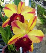 13. Blc. Toshie Aoki 'Pizazz'.jpg