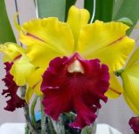 16.Blc. Tainan Gold 'Canary'.jpg