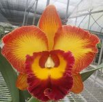 19.Blc.Chien Ya Sunset 'Zhong Bu #2'.jpg