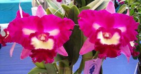 41.Blc. Irma Selles 'Black Cat'.jpg