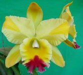 43.Rlc. Green Rattana 'Golden Angel'.jpg