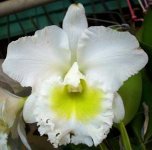 45.Blc. Burdekin Wonder 'Lake Land'.jpg