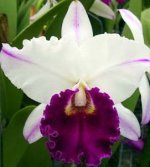 52. Blc.Kuwale Gem 'White Sword'.jpg