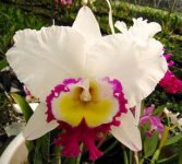 53. Rlc.Blanche Aisaka 'Yuki'.jpg