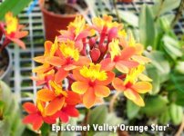 90. Epi.Comet Valley'Orange Star' .jpg