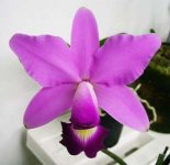 107.C.violacea x sib('Muse' x 'H&R').jpg