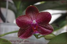 P. Zheng Min Cobra - H313 P. Mituo Sun x Phal. (Grosbeak x venosa) 'Peter' .jpg