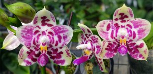 Phal.-K-S-super-zebra-'Hello-Kitty'-POM---1.jpg