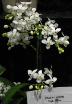 Phal.-equestris-alba.jpg