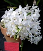 Phal-equestris--alba.jpg