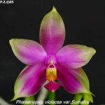image-phuphamanorchids-676.jpg