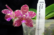 Phal.jpg