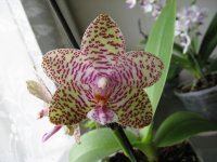 мои орхидеи 014.jpg