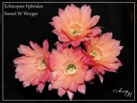 Echinopsis-Hybriden Sunset W. Wes3901.jpg