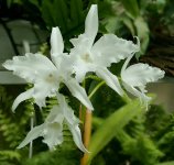 Laelia lobata.jpg