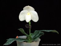 Paph. Godefroyae alba -Phrao.jpg