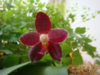 P. (Gigantea x Yungho Princess Gelb) x Brother Ambo Passion-Shwerter.jpg