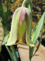 Fritillaria acmopetala.jpg