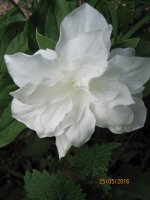 Trillium graniflorum.jpg