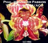 Phal. Hannover Passion_Elsner.jpg