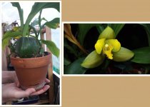 Lycaste Shoal Heaven x Geyser Gold.jpg