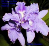 CermanyOrch_Blc. Volcano Blue A-2 x C. labiata fm. coerulea Blue Star  .jpg