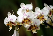 Phalaenopsis_stuartiana_-_Flickr_003.jpg