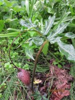 Arisaema urashima shikokugarden.jpg