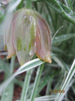 Fritillaria pontica.jpg