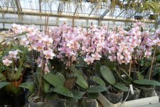 Орхидея Phalaenopsis Philadelphia (schilleriana x stua.jpg