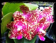 Phalaenopsis Joy Spring Tina 'Tina'.jpg