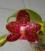 P.Joy Auckland Beauty xJw196( African Queen xCoral Isles)x Iueddemaniana.jpg